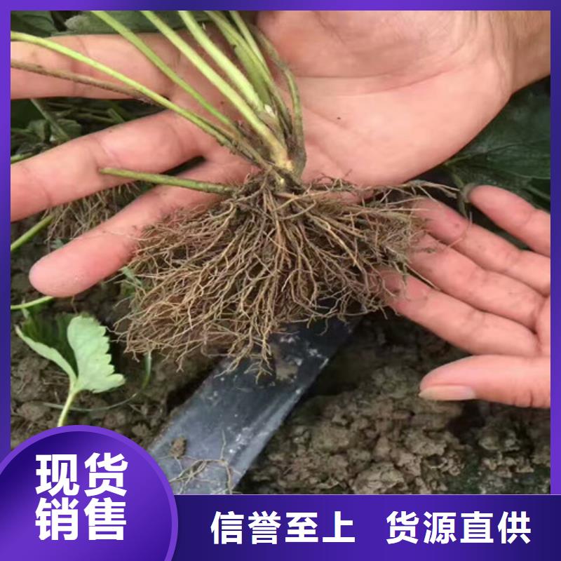 【草莓苗】无籽葡萄树苗匠心品质