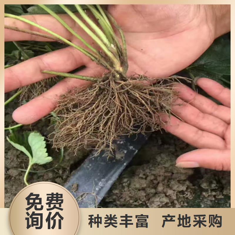 【草莓苗】-油蟠桃树苗实力商家推荐