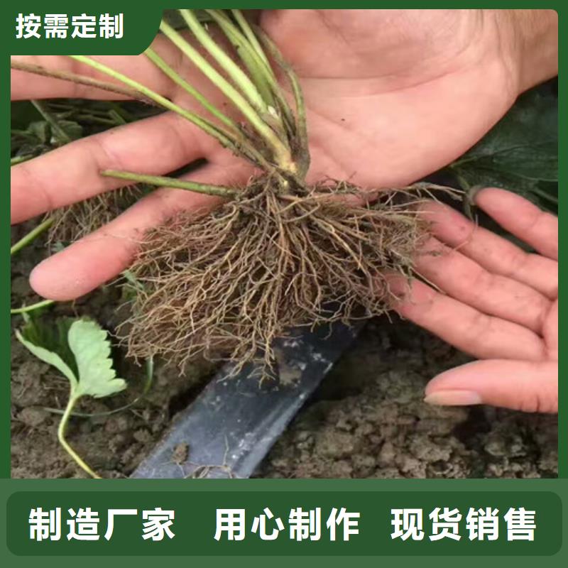 【草莓苗】果树苗批发基地优选厂家