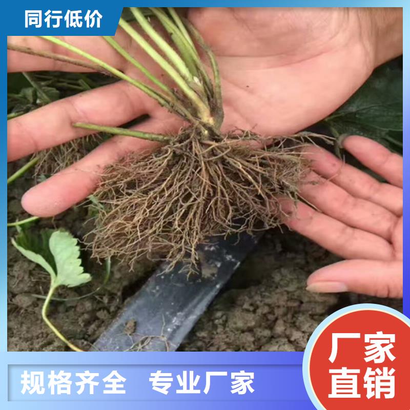 红颊草莓苗的应用范围