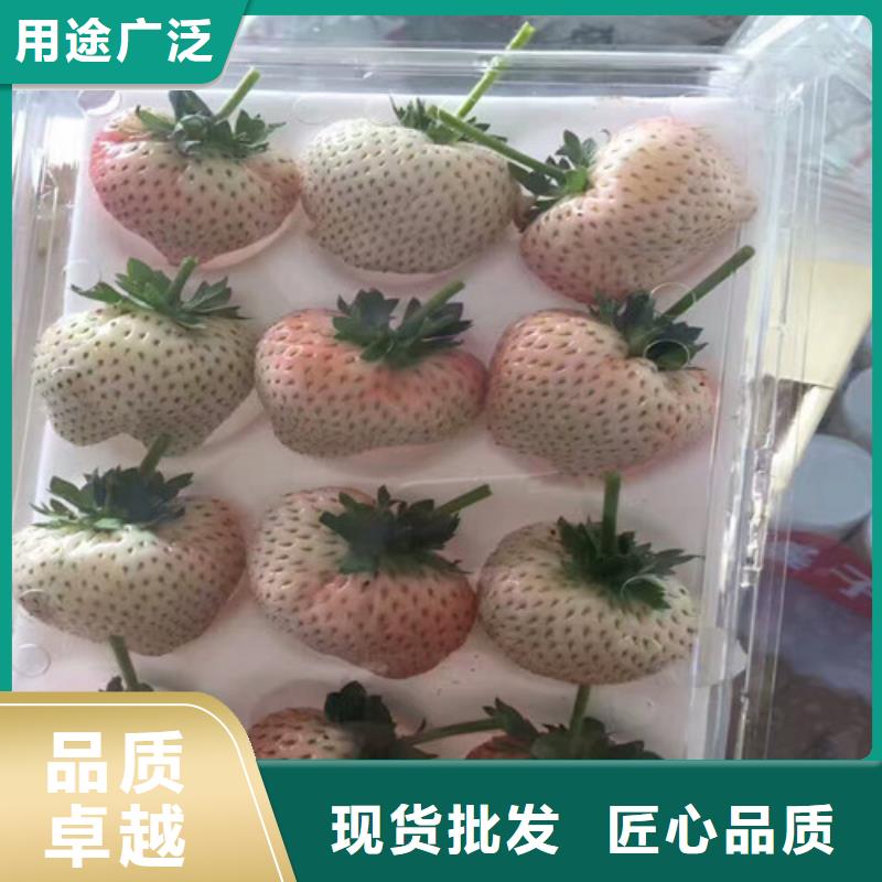 草莓苗大棚草莓苗用品质赢得客户信赖