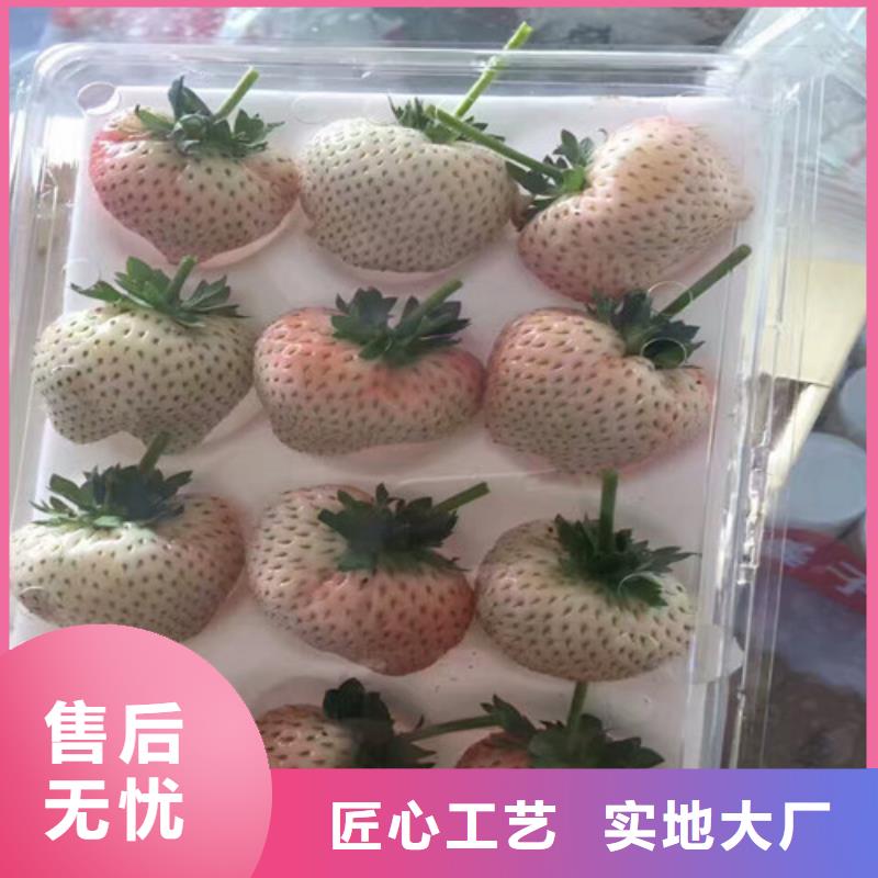 松潘菠萝草莓苗便宜价格