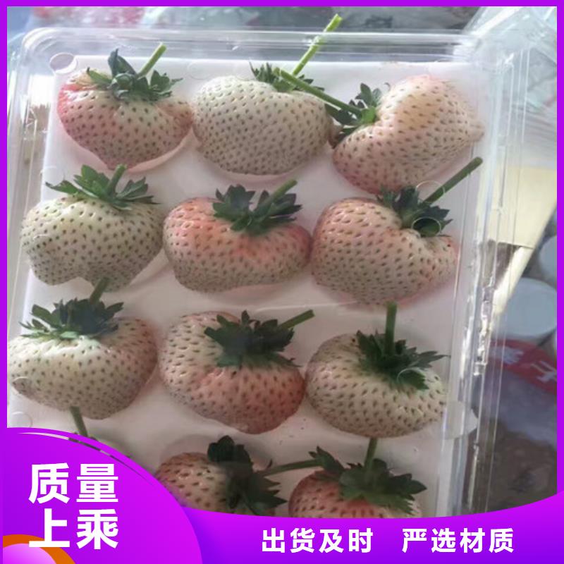 草莓苗【大棚草莓苗】有实力有经验