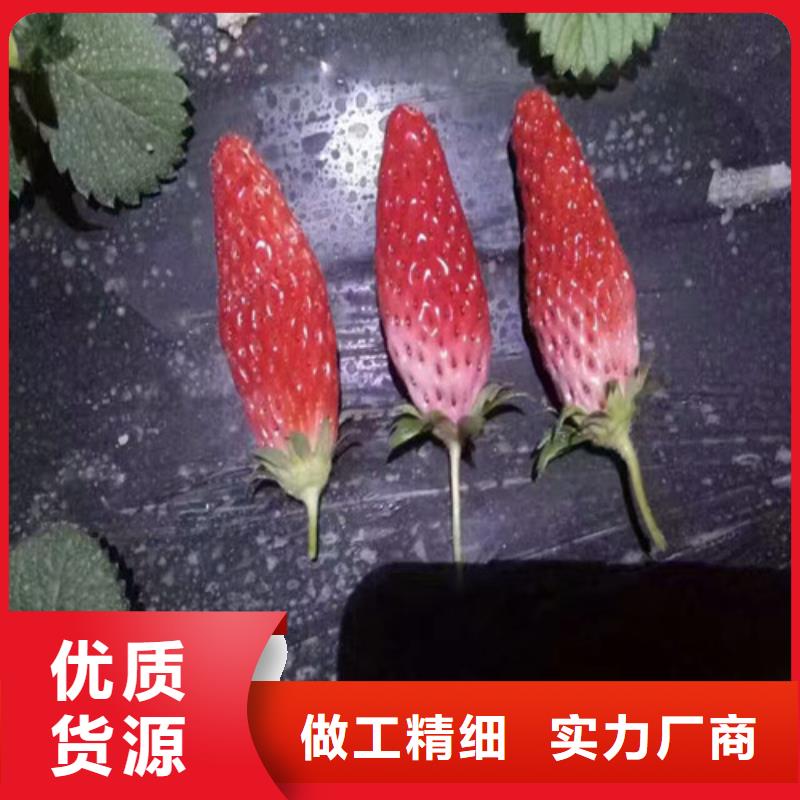 香蕉品种草莓苗种苗