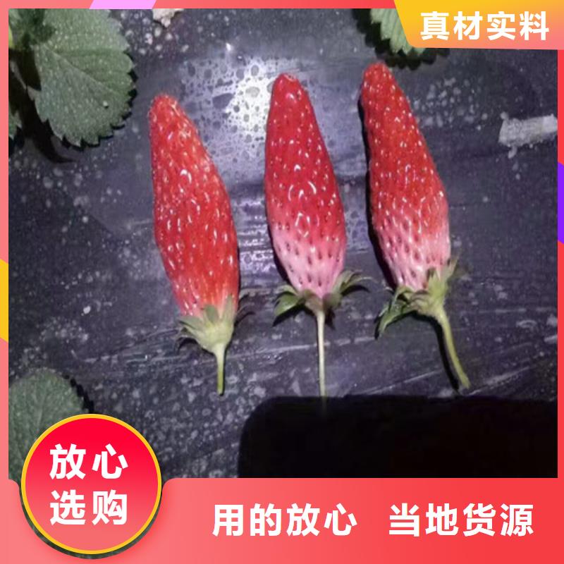 妙香7号草莓苗现货全国配送