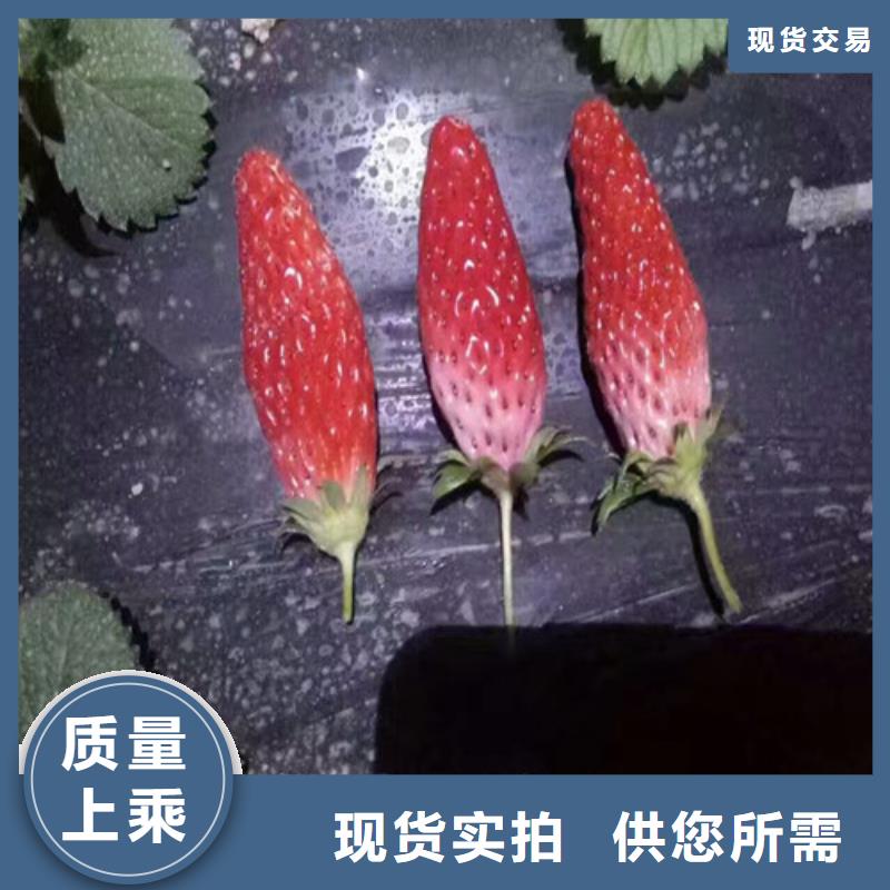 妙香草莓苗哪里有种植的