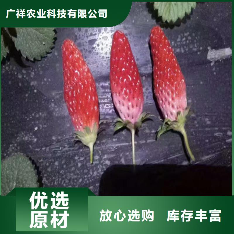 哪里出售白雪公主草莓苗，白雪公主草莓苗亩产多少