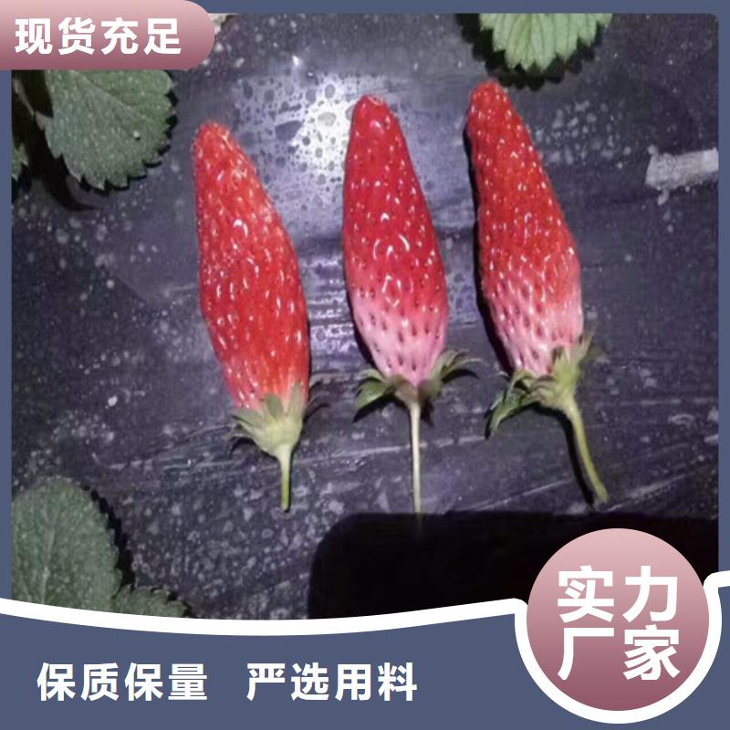 蓬江白草莓苗价格