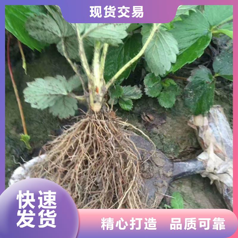 草莓苗 桃树苗诚信商家