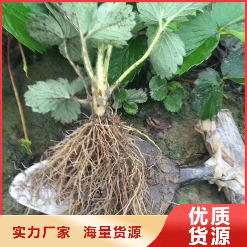 草莓苗果树苗每个细节都严格把关