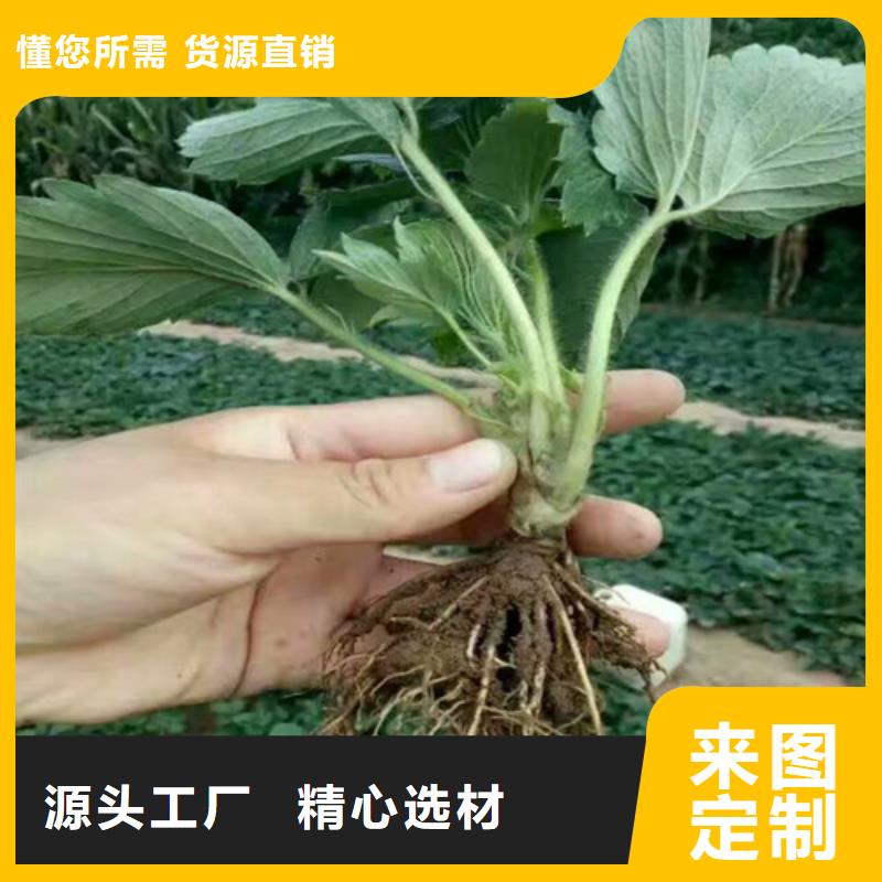 廉江供应奶油草莓苗，奶油草莓苗价格