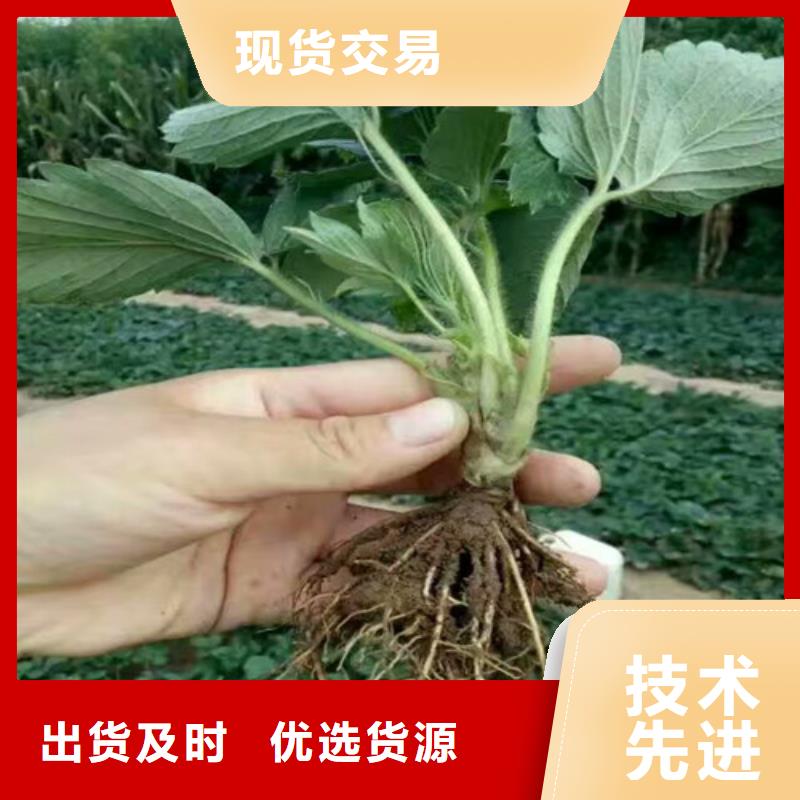 茂县妙香草莓苗哪里有批发的