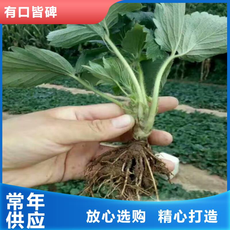 章姬草莓苗批发价格