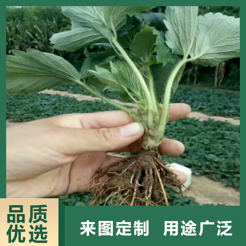 妙香草莓苗哪里有种植的