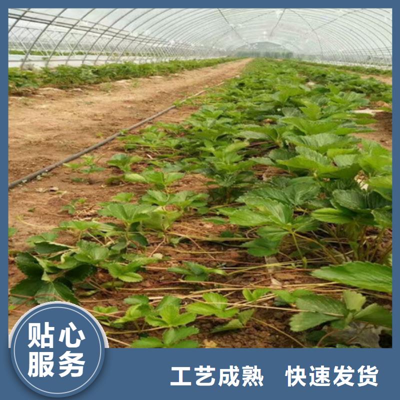 【草莓苗草莓苗价格货品齐全】