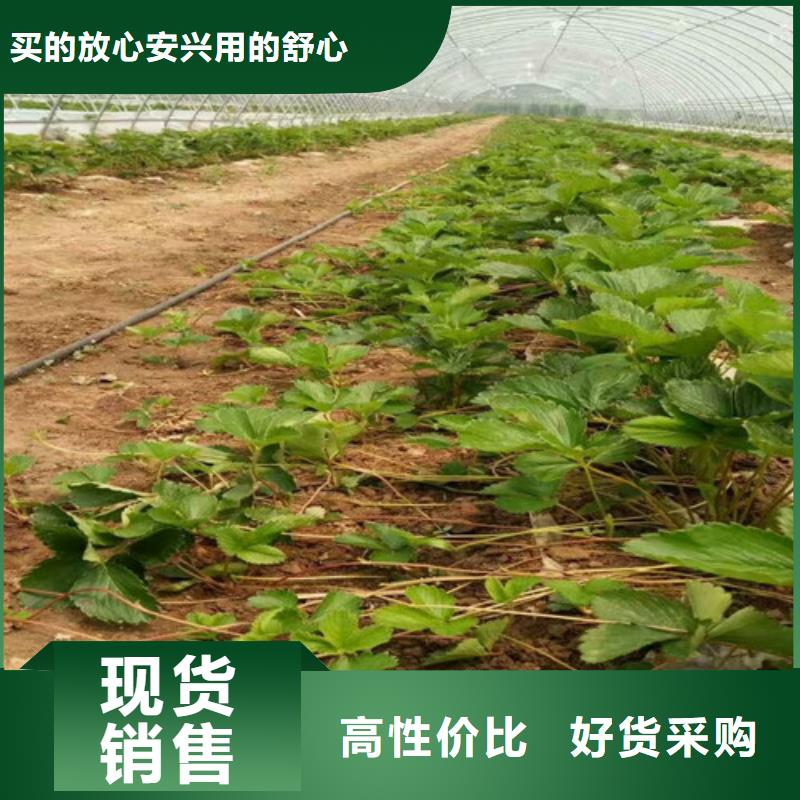 草莓苗 毛蟠桃树苗产品优势特点