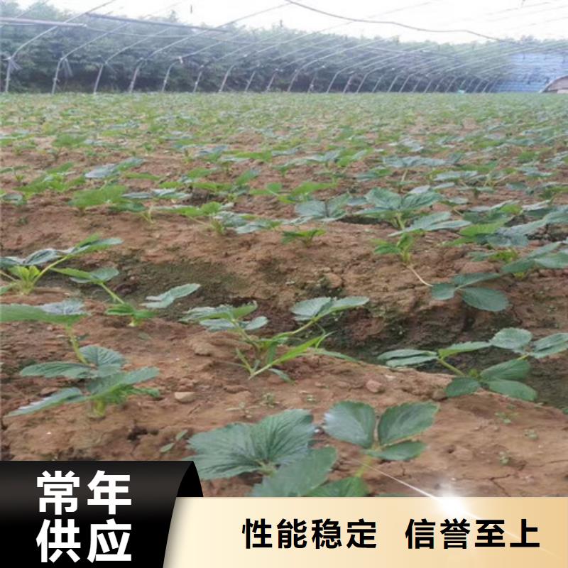 【草莓苗果树苗用心制造】