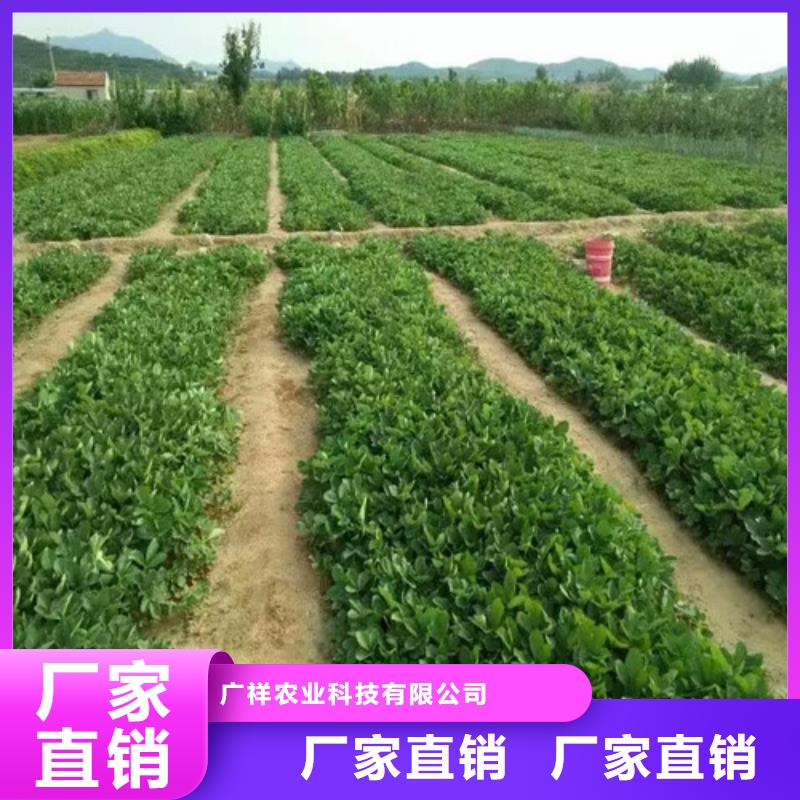 草莓苗桃树苗选择大厂家省事省心