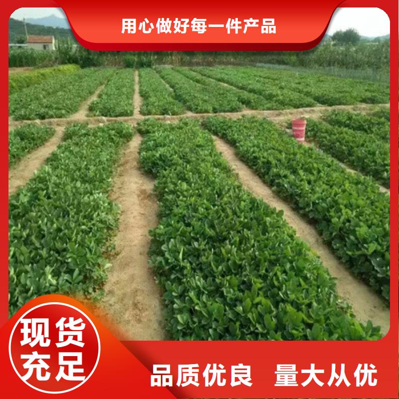 草莓苗【无籽葡萄树苗】优良材质