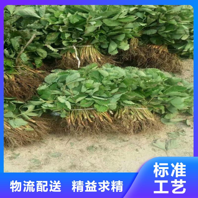 草莓苗-梨树苗基地厂家经验丰富