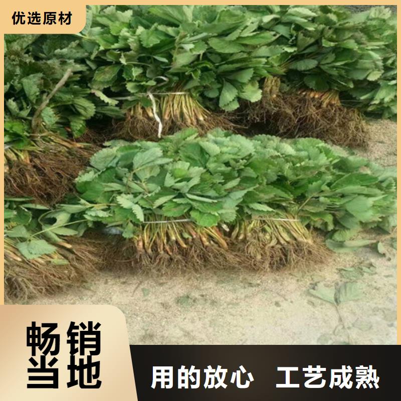 【草莓苗梨树苗基地助您降低采购成本】