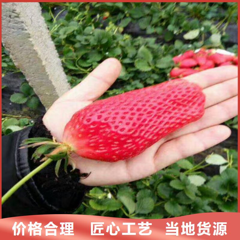 草莓苗苹果苗厂诚信经营