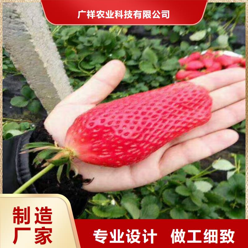 草莓苗火箭大樱桃树苗供货及时