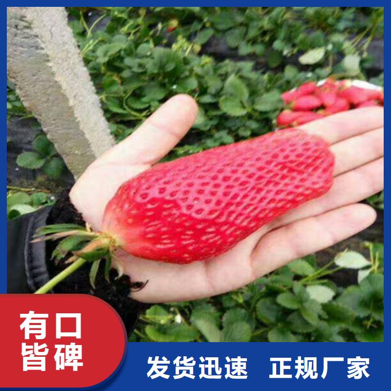 【草莓苗果树苗批发基地质量上乘】