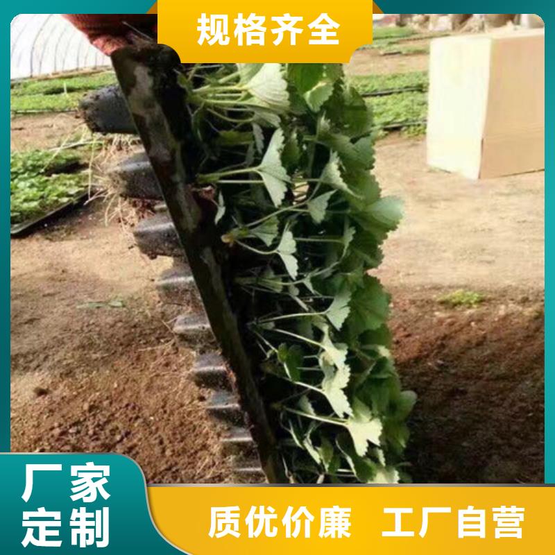 草莓苗【果树苗】研发生产销售