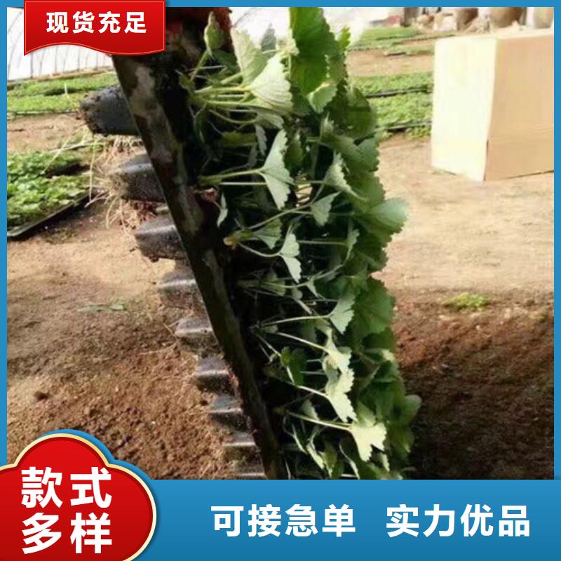 草莓苗香梨树苗厂家直销直供