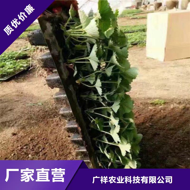 哪里卖妙香草莓苗，妙香草莓苗多少钱一棵