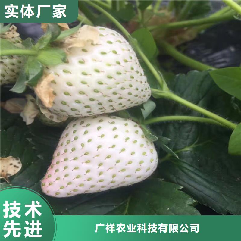 【草莓苗葡萄苗基地现货交易】