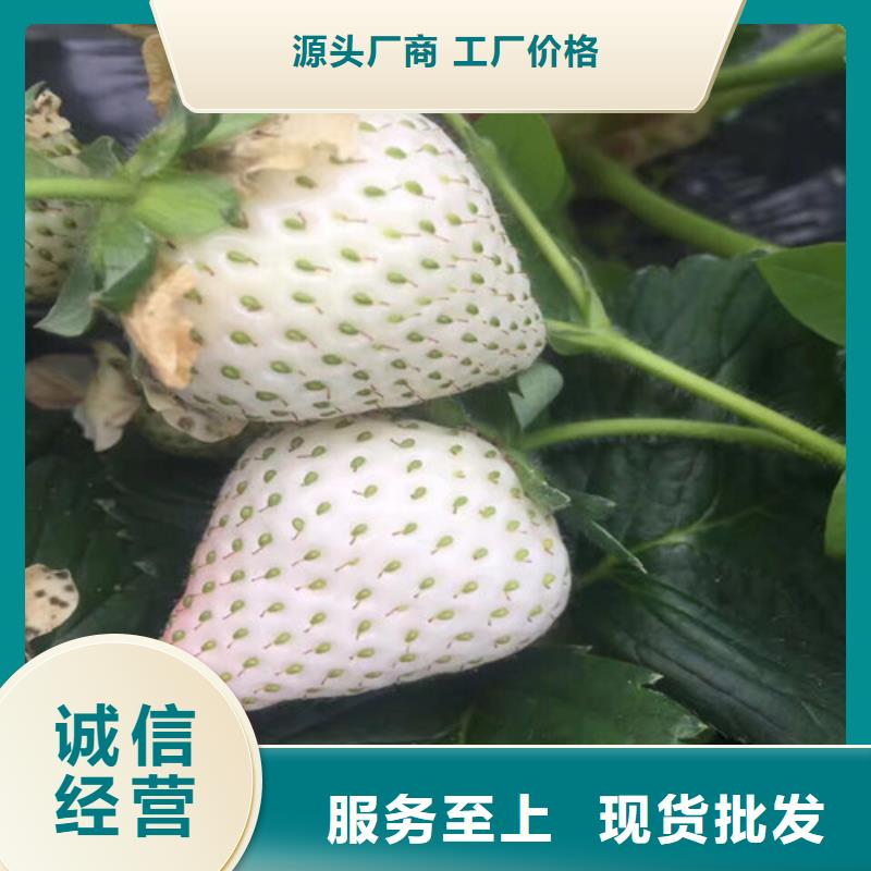 出售红99草莓苗，红99草莓苗价格