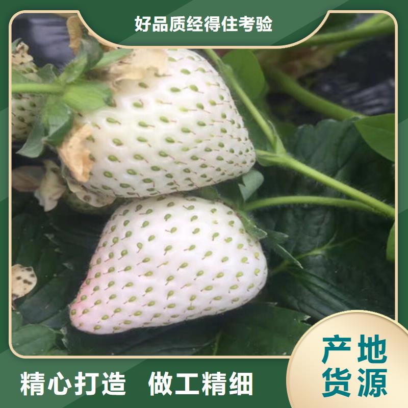 草莓苗甜柿子树苗今日新品