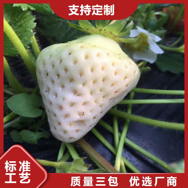 草莓苗葡萄苗源头厂商