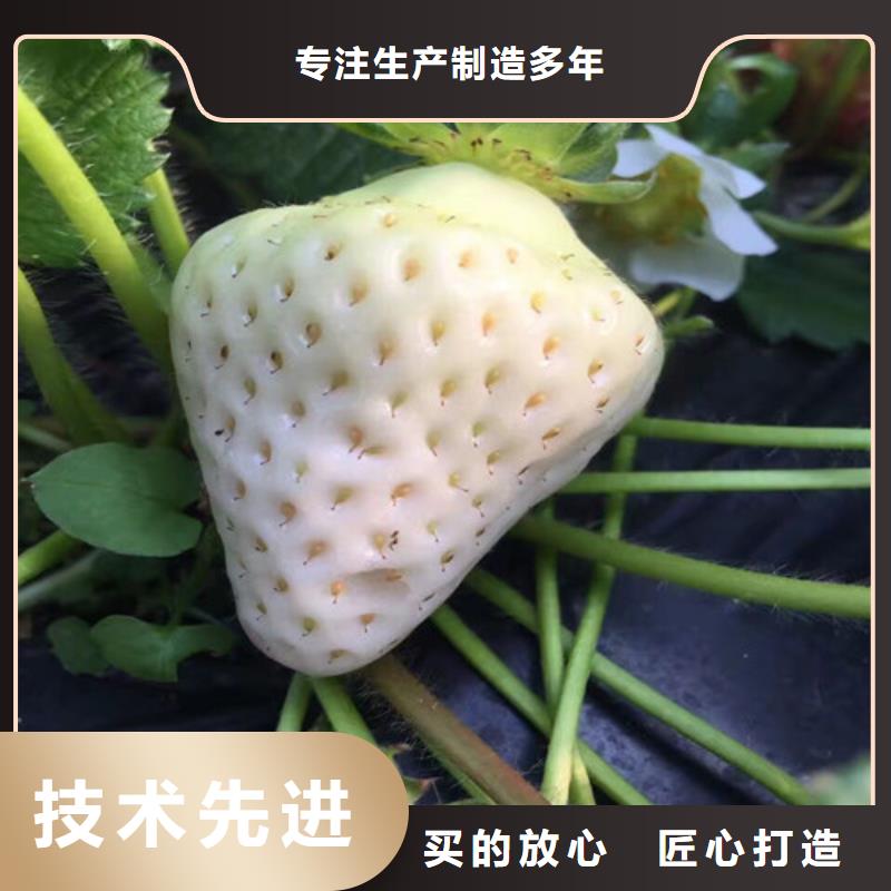 高县奶油草莓苗承诺守信