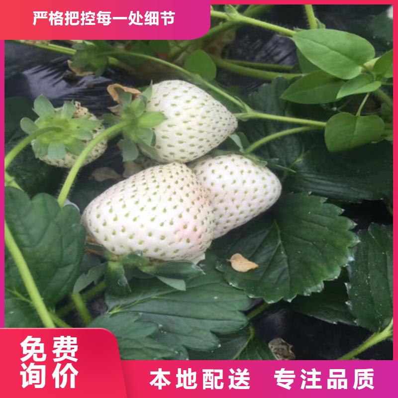 白草莓苗厂家直供