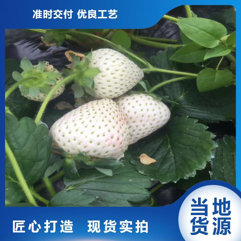 草莓苗白桃树苗厂家现货批发