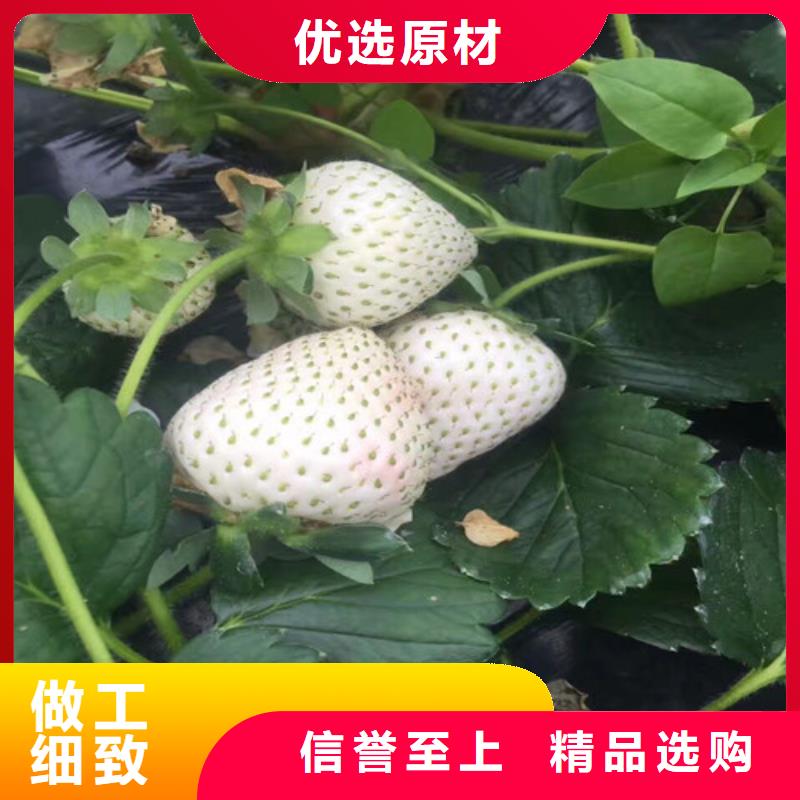 草莓苗草莓苗价格一站式供应