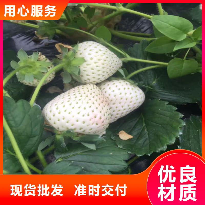 徐闻香蕉品种草莓苗亩产多少