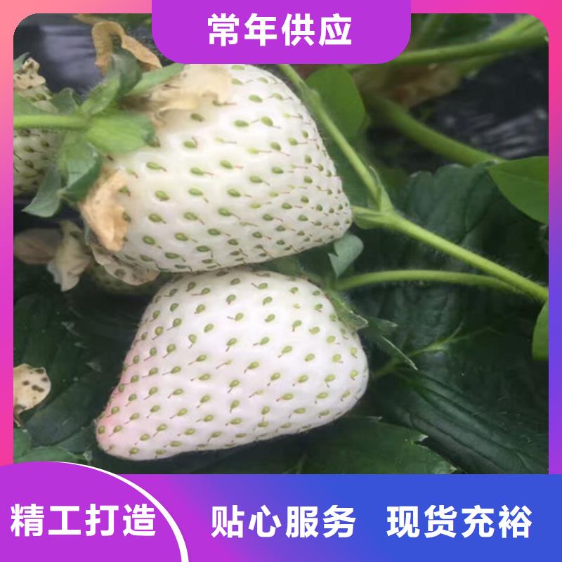 草莓苗大棚草莓苗严选用料