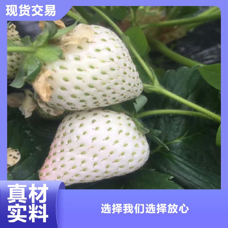 草莓苗-【草莓】厂家直销供货稳定