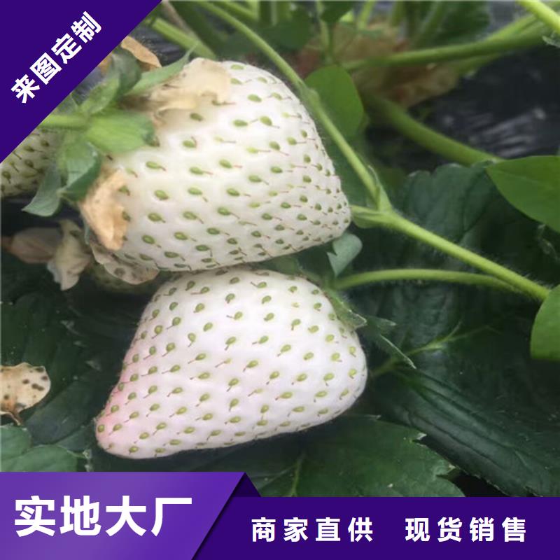 草莓苗柱状梨树苗讲信誉保质量