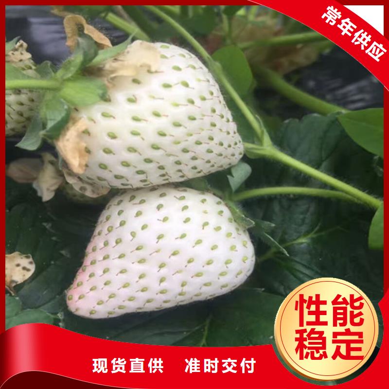 草莓苗果树苗好品质经得住考验