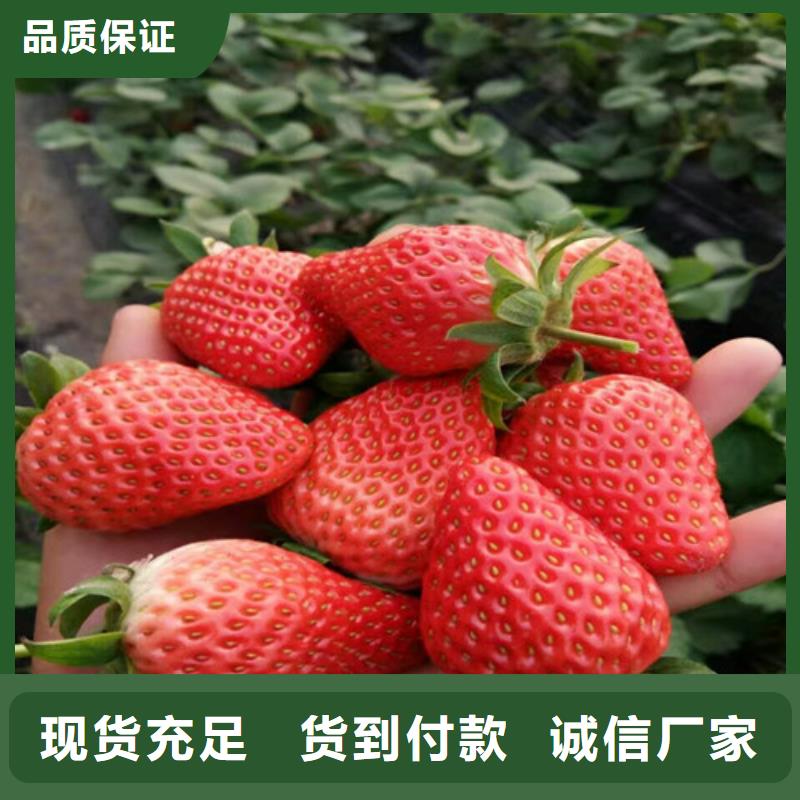 草莓苗阳光玫瑰葡萄树苗适用场景