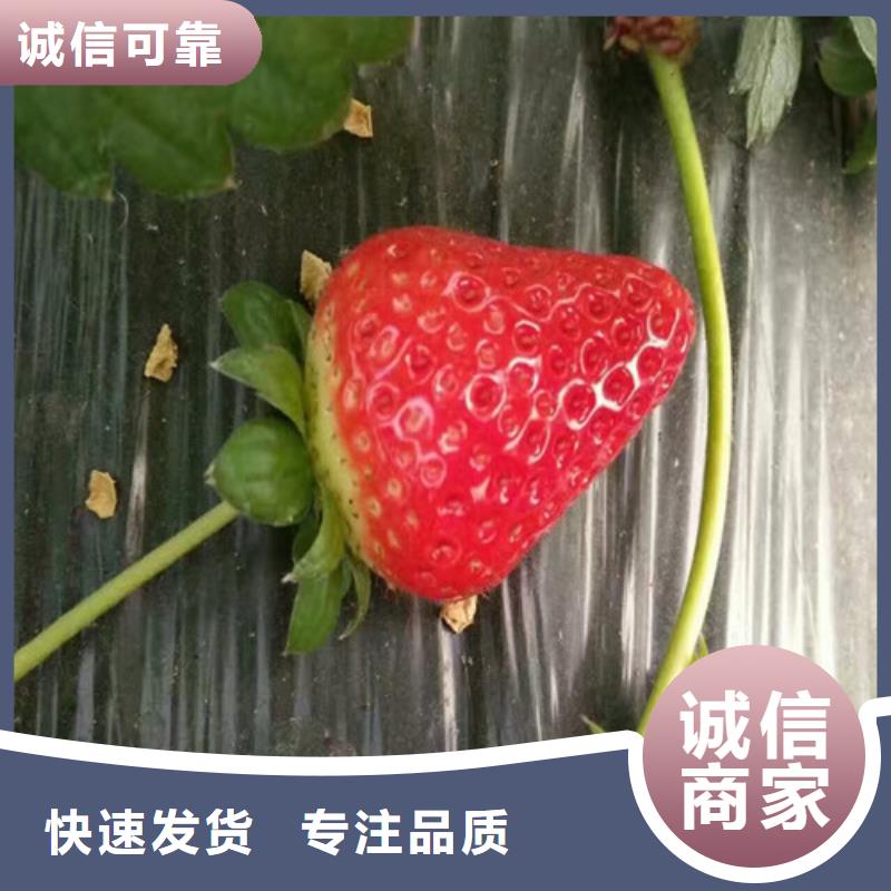 草莓苗_桃树苗严格把关质量放心