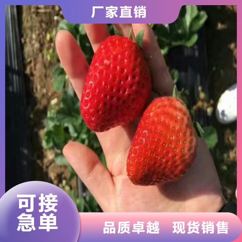 草莓苗-黄桃树苗匠心品质