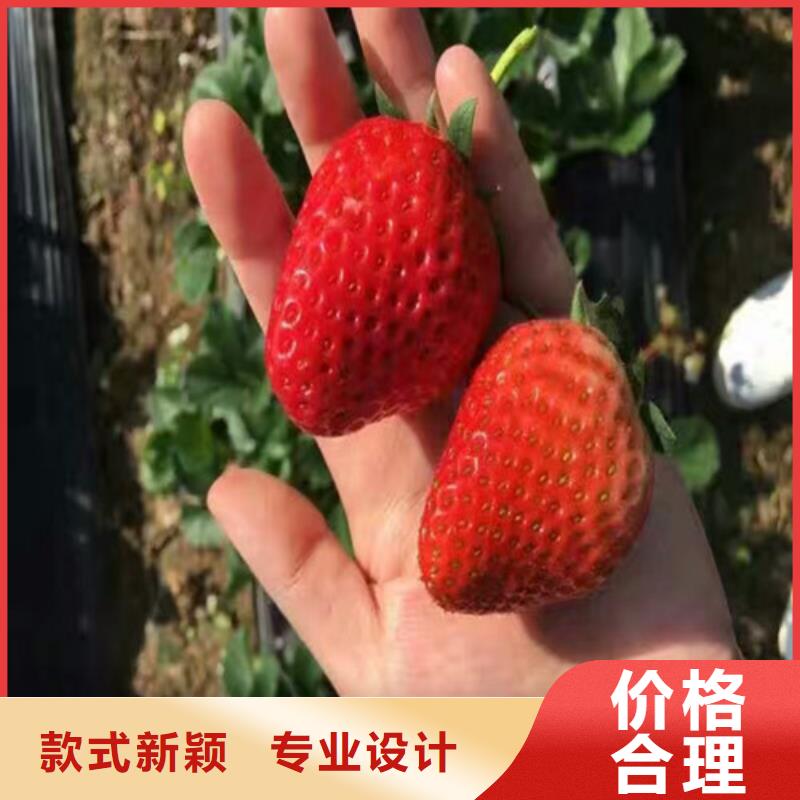 草莓苗果树苗极速发货