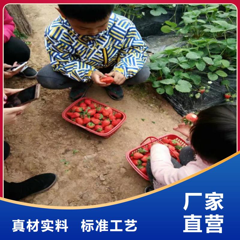 【草莓苗】大棚草莓苗库存充足