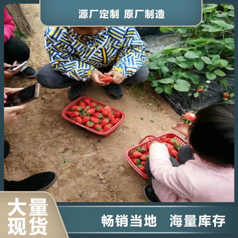 草莓苗苹果苗基地48小时发货